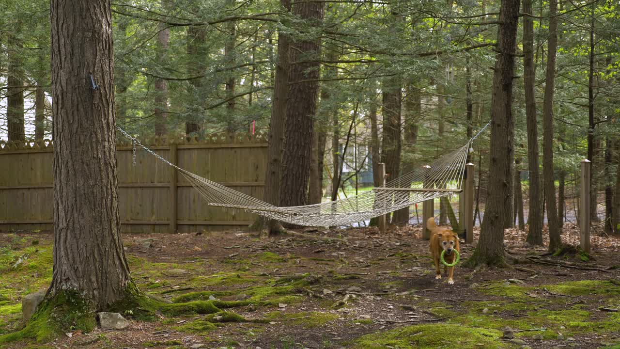 perro lúdico llevando juguete para masticar bajo una hamaca de jardín colgando de los troncos de los árboles del bosque
