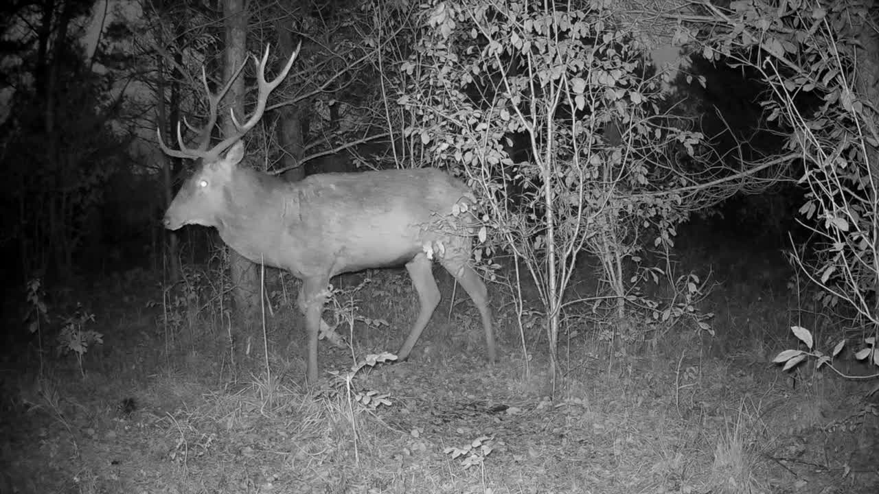 Male Red deer (Cervus elaphus) following the female to mate. Saaremaa, Estonia.