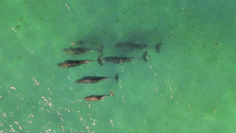 Family-Of-Bottlenose-Dolphins-Swimming-In-The-Ocean-In-Portugal