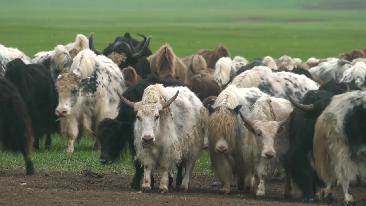 Yeşil Otlakta Otlayan Yak Sürüsü