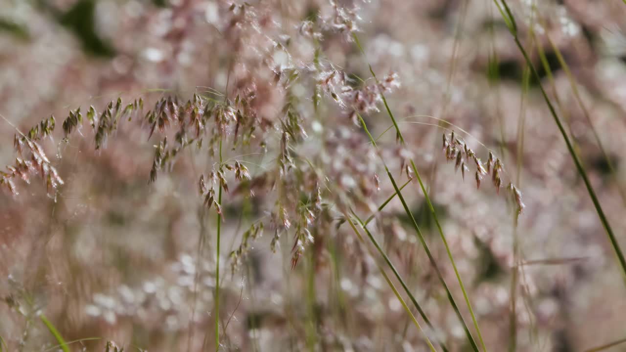 las delicadas cabezas de semillas de hierba se balancean en tonos rosados y verdes suaves