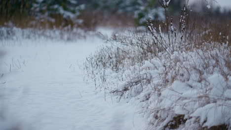 white snow lying grass in winter forest close up. beautiful snowbound landscape.