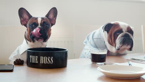 dos perros en una sala de reuniones de oficina, con café y bocadillos