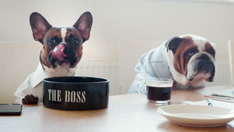 two dogs in an office meeting room, with coffee and snacks