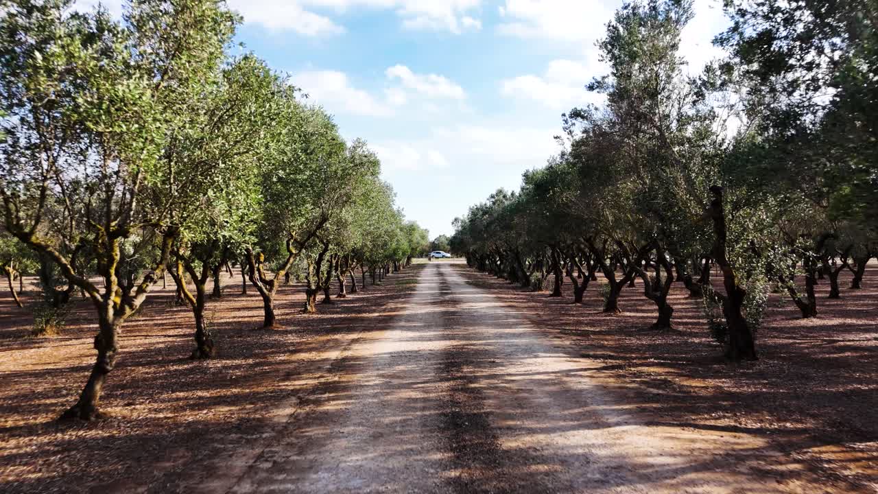 Gravel road leading through olive tree plantation, dolly forward