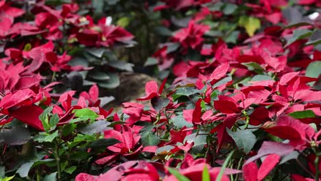 vibrant poinsettias in a lush hanoi garden