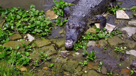 Cocodrilo-Saliendo-Del-Agua-Después-De-Nadar-En-La-Granja-De-Cocodrilos-Percebes-En-Balikpapan,-Indonesia