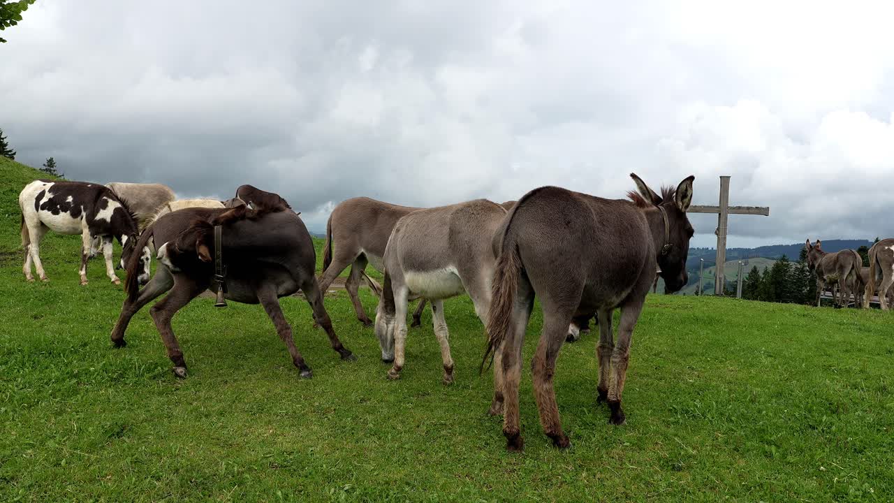 Several donkeys grazing and resting peacefully on a mountain pasture in the Swiss Alps under a cloudy sky
