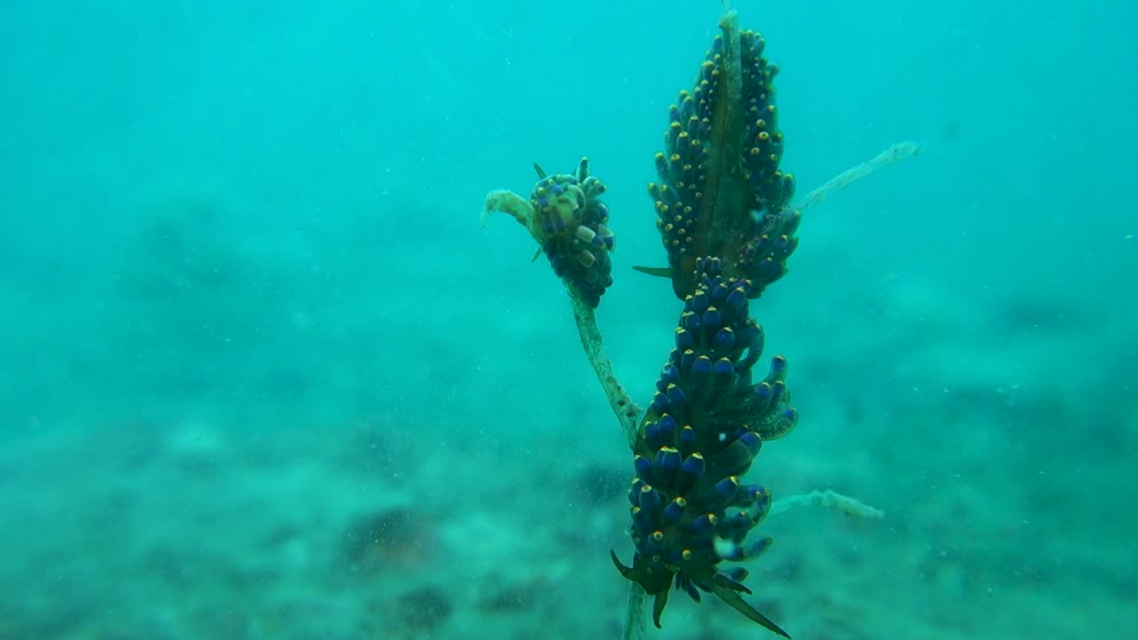 trinchesia yamasui 바다 민달팽이 가족이 탁한 물에 함께 모여 있습니다.