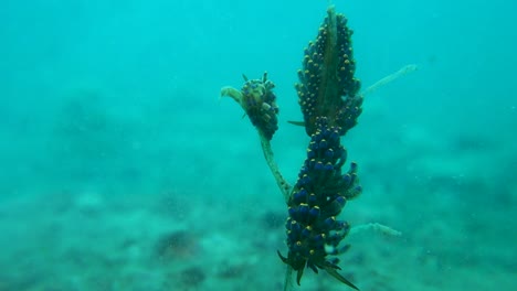 familie der meeresschnecken trinchesia yamasui gruppieren sich in trübem wasser