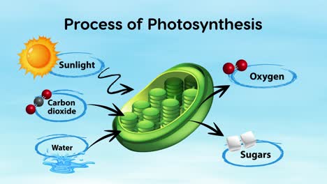 animated depiction of photosynthesis in plants.