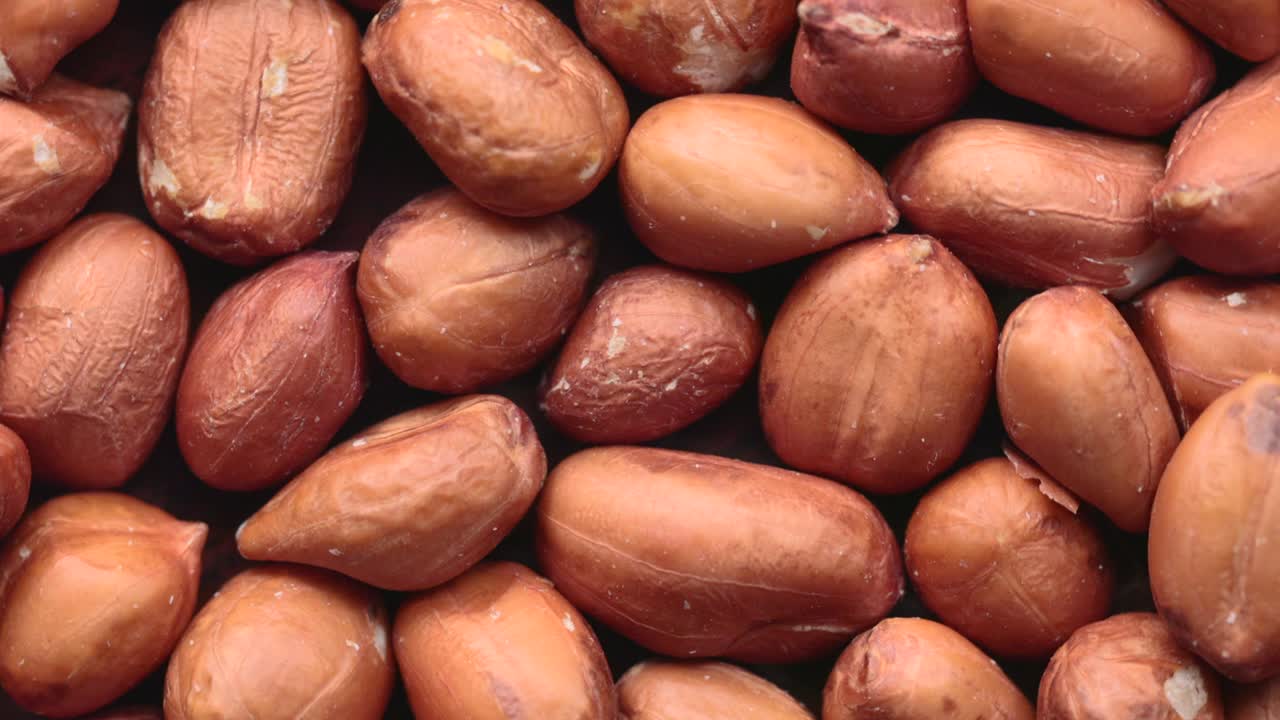 원시 땅콩의 회전 색