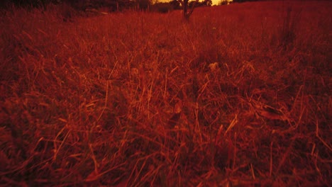 apocalyptic landscape during great fire dry tree against red sky