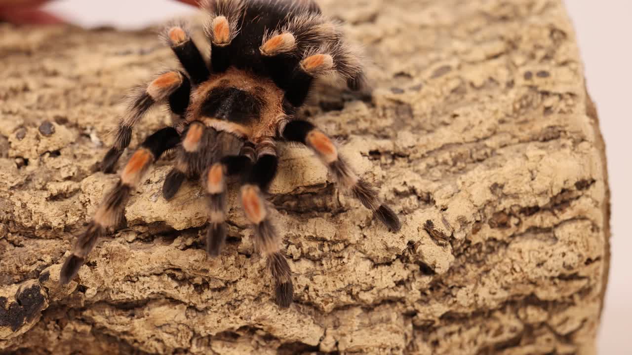 A curlyhair tarantula moves across a textured surface under soft lighting, showcasing its distinctive markings and movement