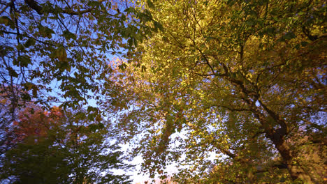 coloridos árboles de otoño en un parque de la ciudad