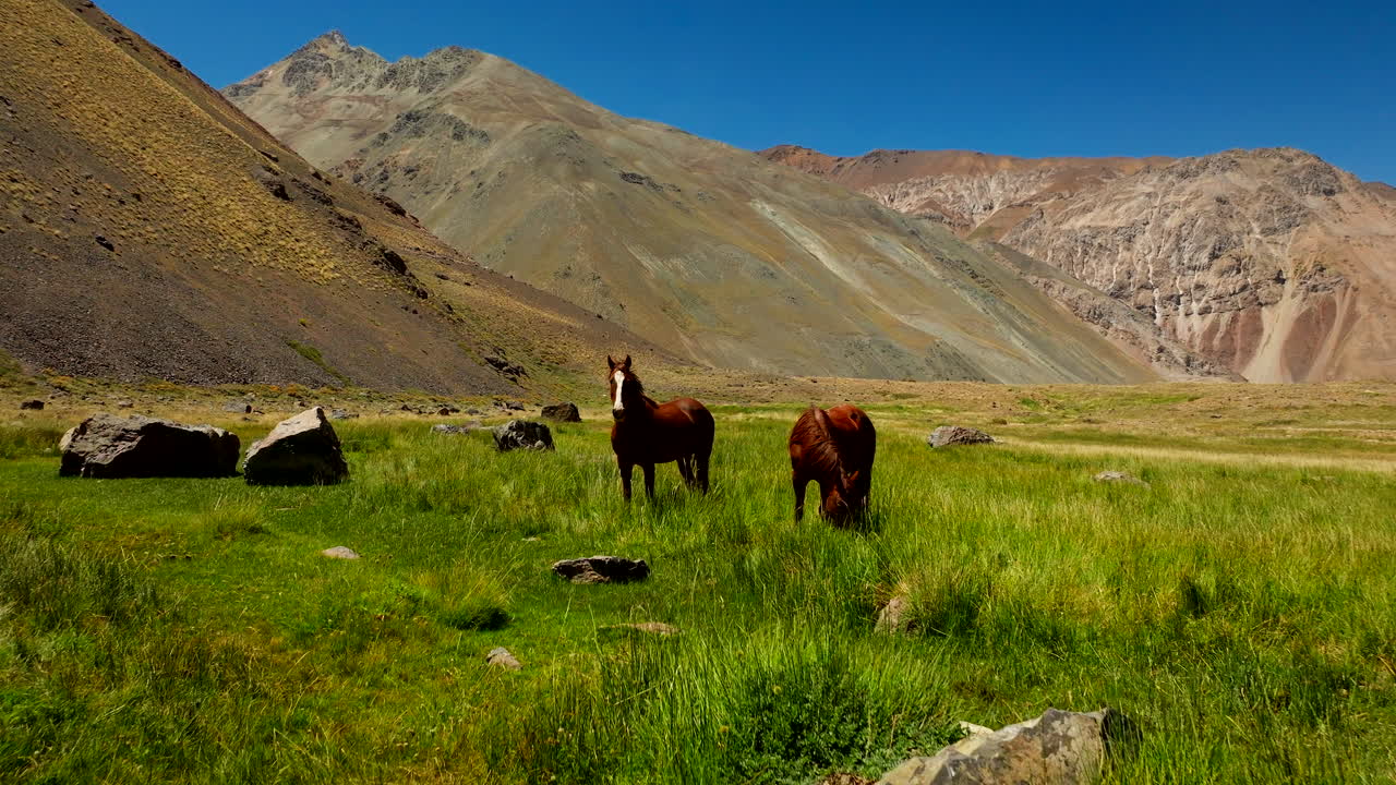 Wild horses graze in lush Andean basin of scenic Cajon del Maipo, Chile. Drone
