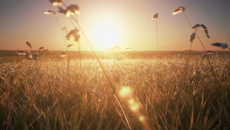 amanecer o atardecer en un campo