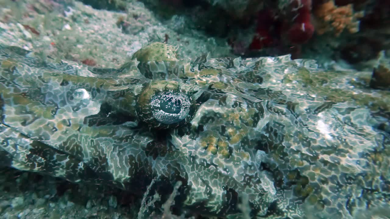 Close up of a flathead Crocodile Fish eye, showing slight movement and detail in its eye and the remarkable camouflage
