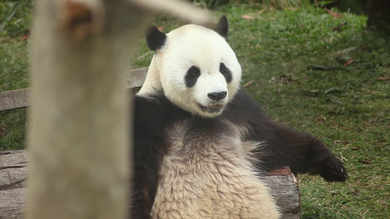 Giant Panda Hu Chun sitting on grass in relax position. Camera tilting up