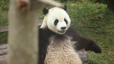 giant panda hu chun sitting on grass in relax position. camera tilting up