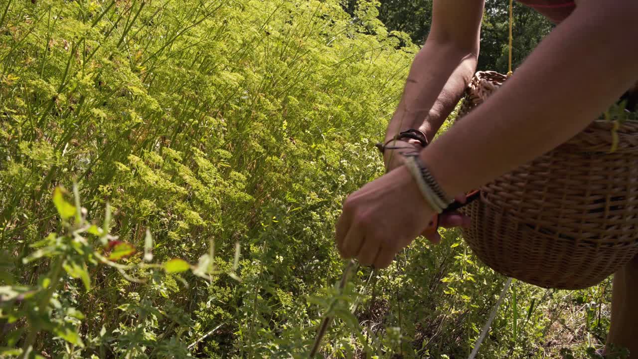 An arborist picks plants and put them in his wicker basket