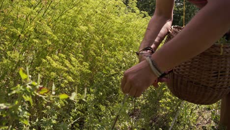 un arborista recoge plantas y las pone en su canasta de mimbre