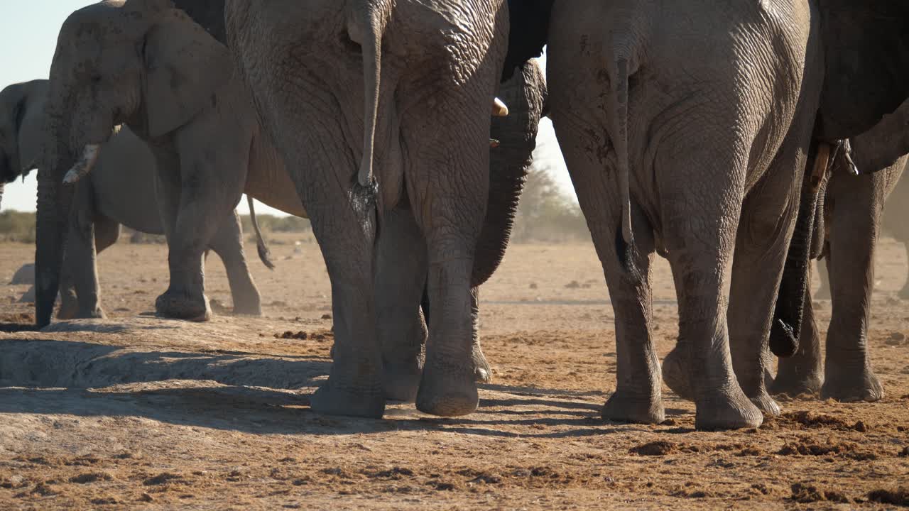 뒤에서 아프리카 코끼리의 무리