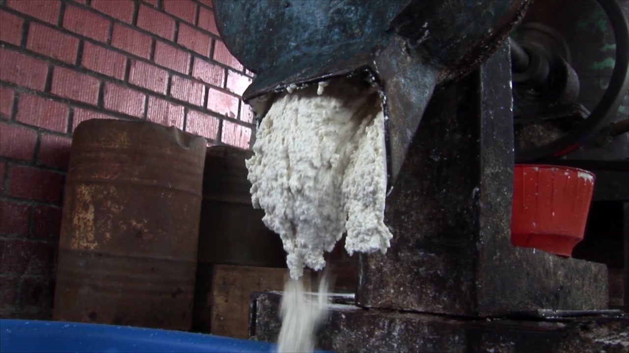 White cassava mash is pressed during traditional gari production in Nigeria, a staple-food process using simple equipment in a small-scale setting.