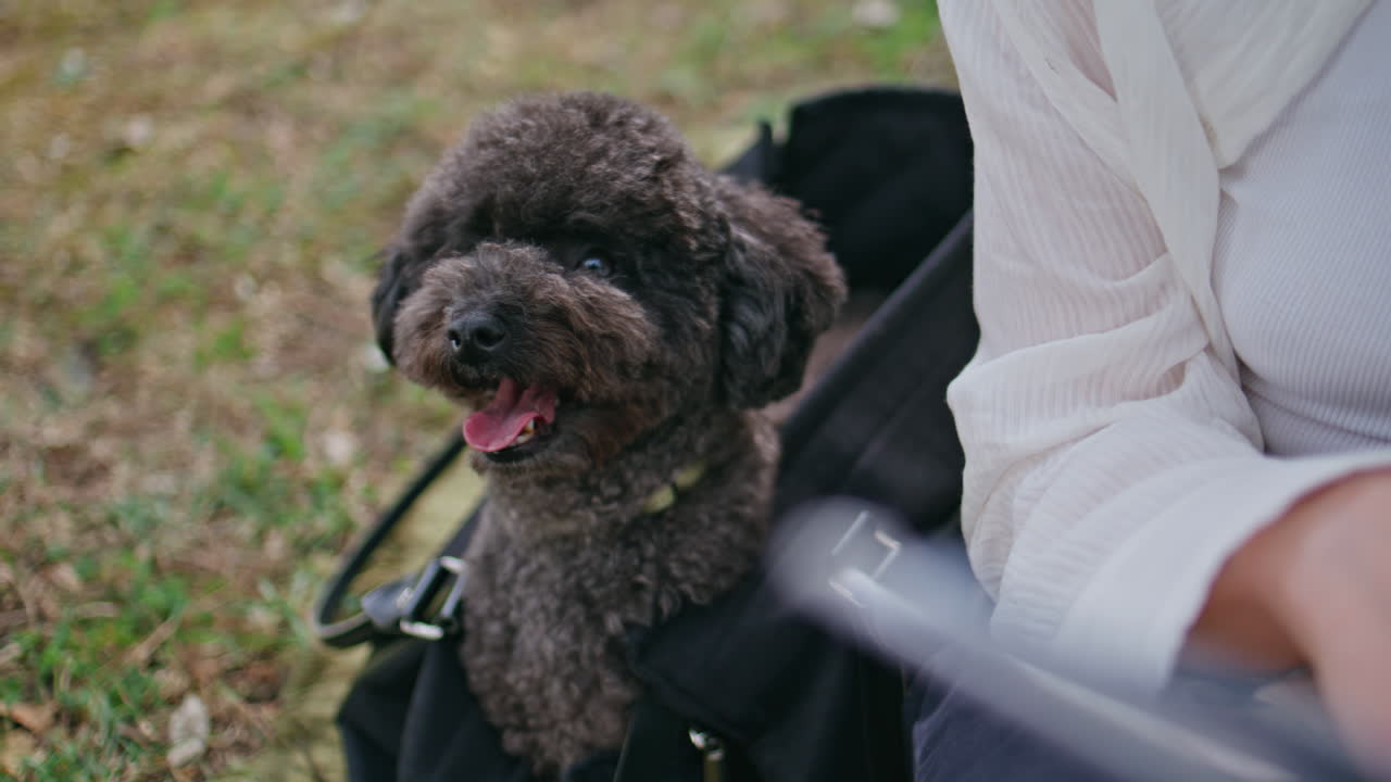 Lovely poodle relaxing nature sitting woman bag closeup. Healthy dog in park