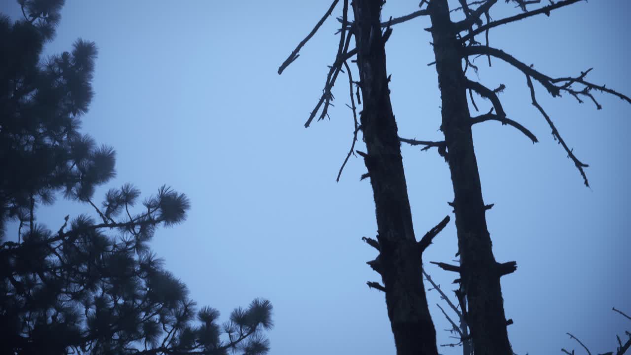 Eerie walking inside a cloud on a volcano 7