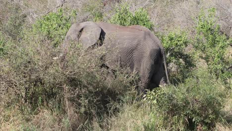 Huge-elephant-walks-through-tall-grass-and-shrub-trees-in-Kruger-NP