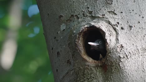 Black-Woodpecker-chick-peep-out-from-tree-hole-in-a-forest,-wood-nest-wildlife---static-shot