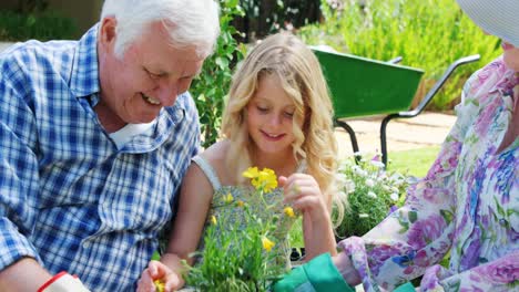 grandparents and granddaughter gardening