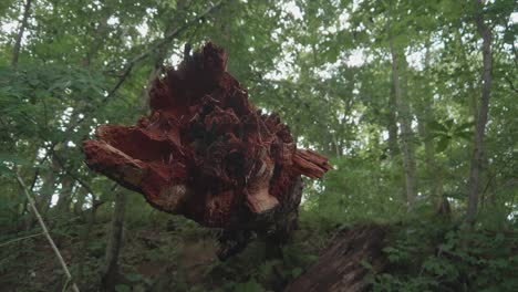 Vivid-red-broken-tree-branch-in-forest