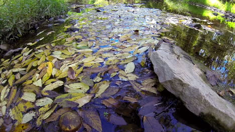 leaf litter and black walnut stagnate in stream