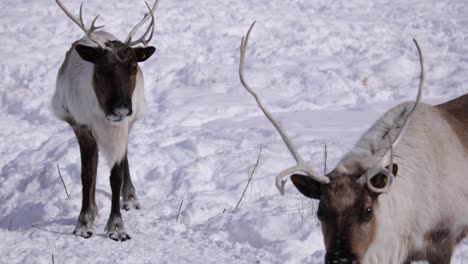 reindeer rack focus from front to back animal