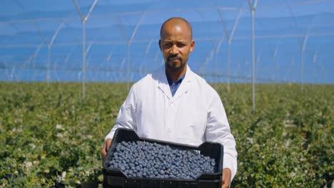 man holding blueberries in crate 4k