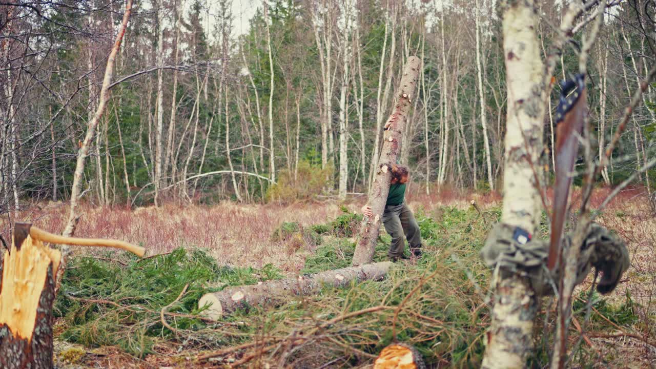 Man Carrying A Tree Trunk For Firewood In The Forest - Wide Shot