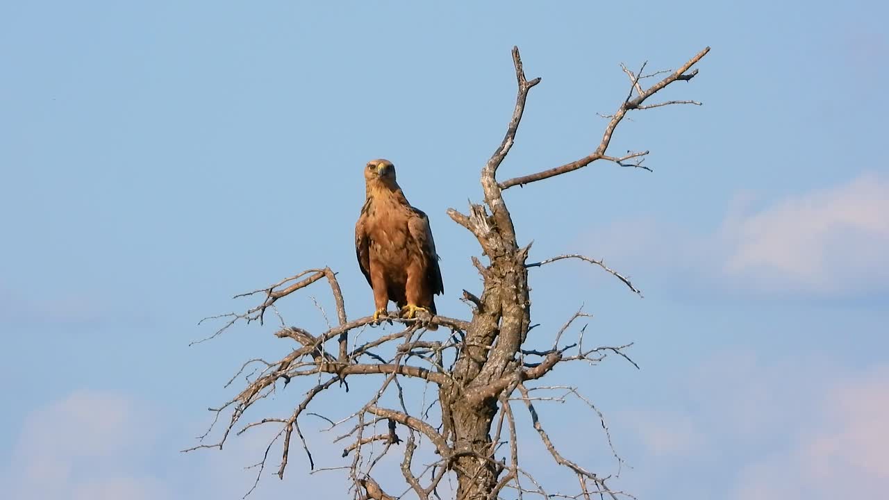 un majestuoso águila en lo alto de una rama de árbol sin hojas bajo un cielo azul claro en el parque nacional kruger, sudáfrica.