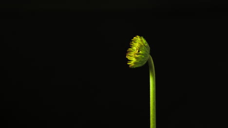 gerbera daisy creciendo siga el crecimiento para florecer