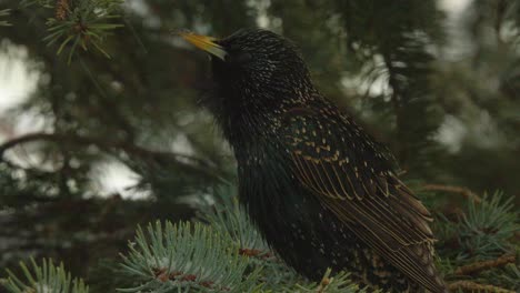 common starling bird on spruce tree branch chirps in falling snow