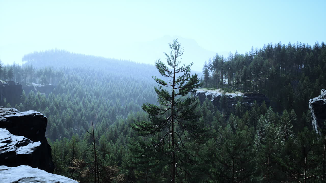 hermoso bosque perenne remoto en la montaña