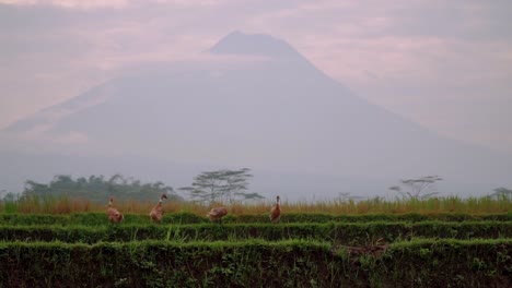 bandada de patos de pie en un campo de arroz con montañas cubiertas de nubes en el fondo, indonesia