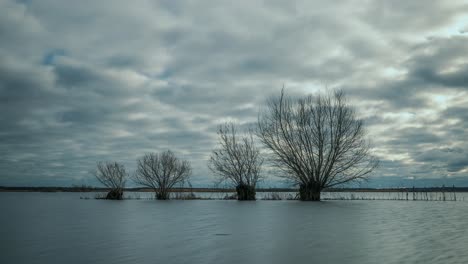 barren willow trees on flooded fields by the river with overcast in poland