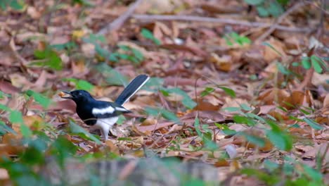 a beautiful black and white oriental magpie-robin bird on the ground and picking up food - close up