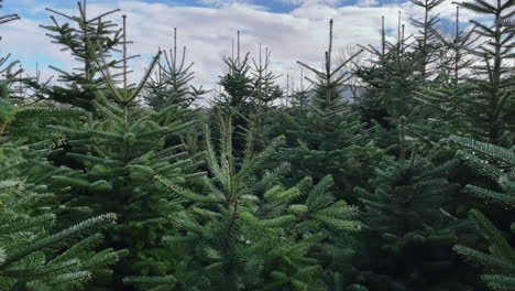 forwarding shot of a plantation of green christmas fir trees in a christmas tree forest on a cloudy day