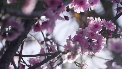 pink tree blossoming