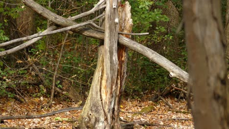 static shot capturing fallen tree branch breakage with damage tree trunk in deciduous environment