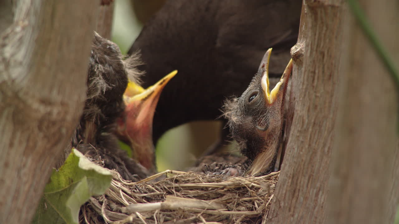 Baby birds with mother blackbird in nest chirping and begging for food