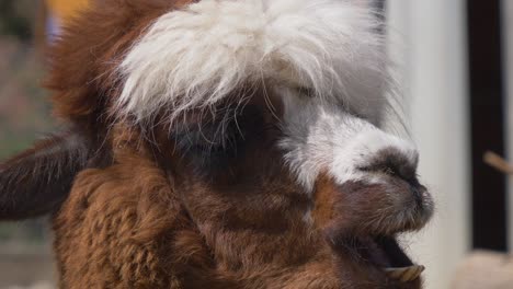 tiro macro de comer llama con pelos marrones y blancos en la cabeza
